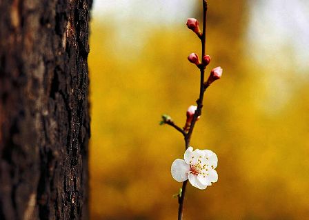 Plum Flower Buds