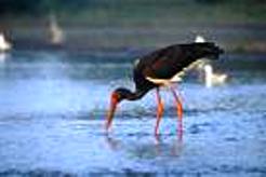 Pong Lake Birds in Dharamsala