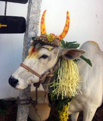 Pongol Festival India