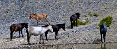 Pony Himalaya 2009