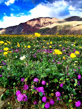 Himalayan Spring Flowers, Dharamsala