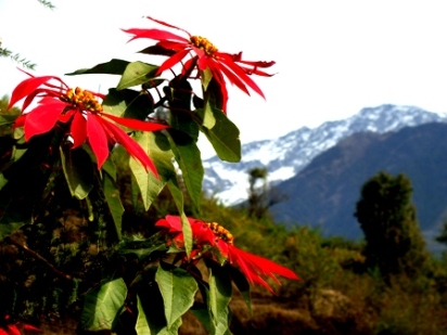 Vidya Niwas, Dharamsala Hotels