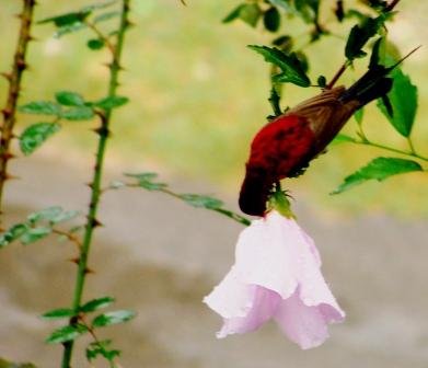 Red Nectar 2009