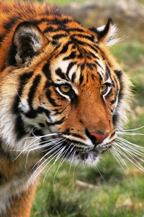 Royal Bengal Tiger