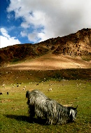 sheeps himalaya