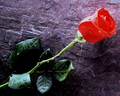 Himalayan Slate & Roses, Dharamsala