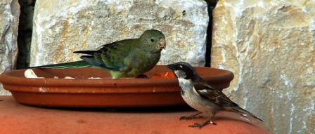 Birds of Dharamsala