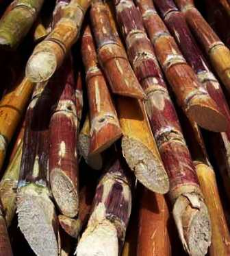 Sugar Cane India