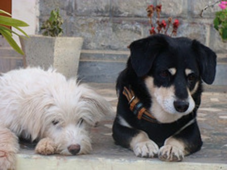 Tabu our pet dog in Dharamsala