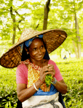 Tea Picker of Assam