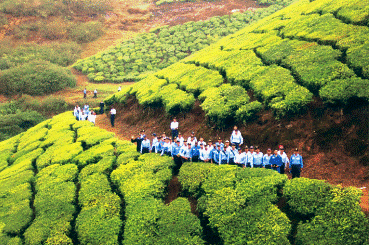 Tea Gardens of Assam