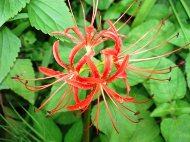 Tiger Lily Dharamsala Flowers