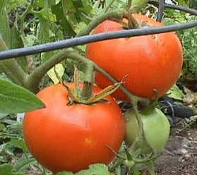 Himalayan Tomato