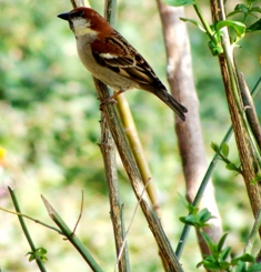 Tweety House Bird , Dharamsala