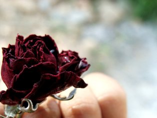 Velvet Dharamsala Rose Flower