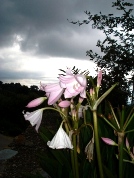 The Monsoon Lily, Dharamsala