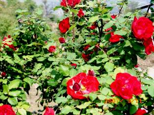 Vidya Niwas Flowers, Dharamsala