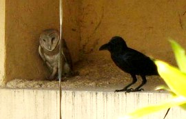 Wise Owl and the Himalayan Raven