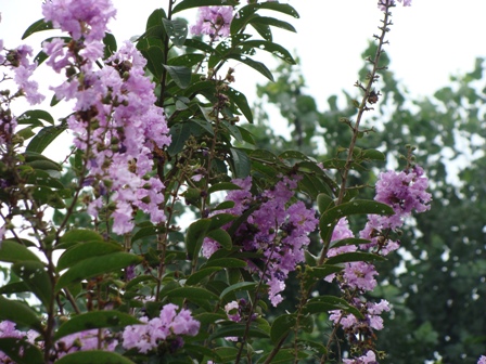 Dharamsala Purple Hues