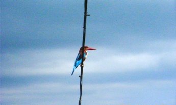 Birds at Dharamsala Hotels