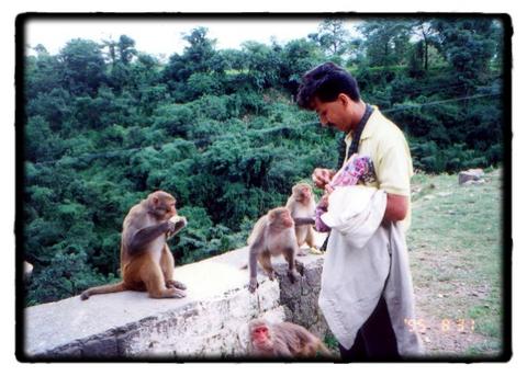 Arvind with Hungry monkeys