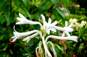 Rajnigandha- Welcome Flower of  Vidya Niwas, Dharamsala