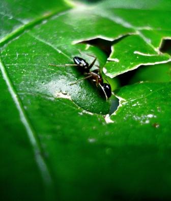 Ant Dharamsala Ant Dharamsala