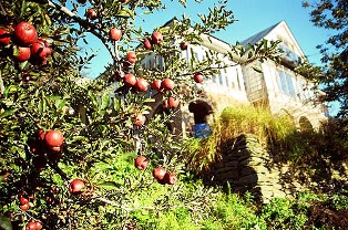 Apple Orchards of Himachal Apple Orchards of Himachal