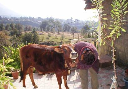 Volunteering Dharamsala