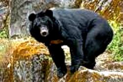 Himalayan Great Bear of Dharamsala