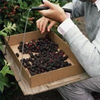 Black Berries India