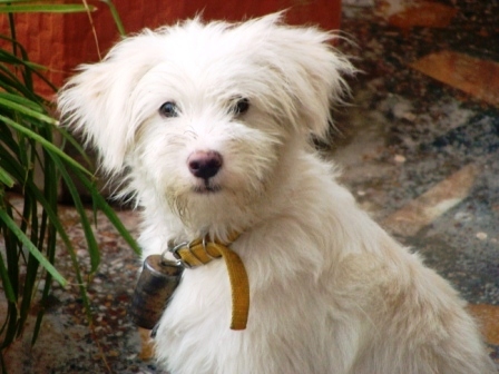 Dharamsala Hotel Pets