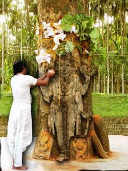 Bodhi Tree, Dharamsala 2010