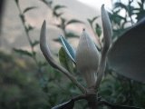bud