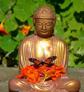 Butterfly India Butterfly India