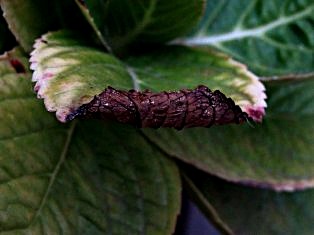 Dharamsala Photos Dharamsala Photos