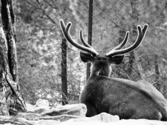 Deer Park Dharamsala