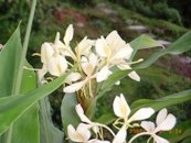 Flora Trek in Dharamsala