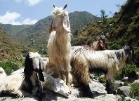 Gaddi Goats, Chamba Valley