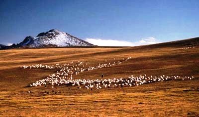 Tibetan Steppe Grassland