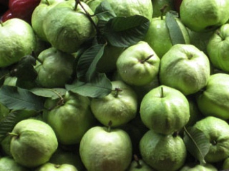 Guava India