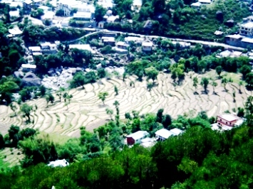 Green terrace of Dharamsala