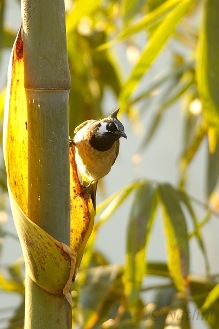 Himalayan Bulbul Dharamsala Himalayan Bulbul Dharamsala
