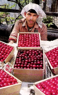 Red Cherries of Himalaya