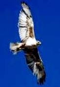 Himalayan Eagle in Dharamsala