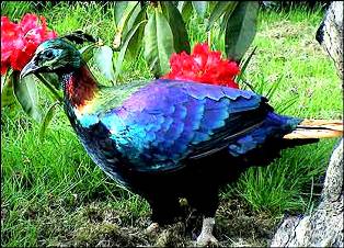 himalayan monal