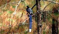 Birds of Himachal