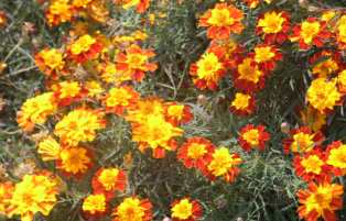 Himalayan Marigold, Dharamsala Himalayan Marigold, Dharamsala