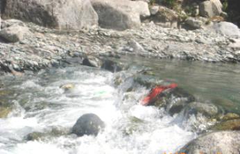 Manjhi River of Shiva, Dharamsala