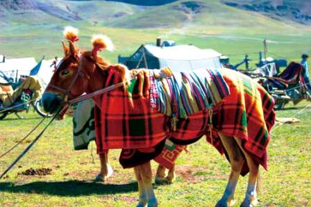 Tibetan Horse Race